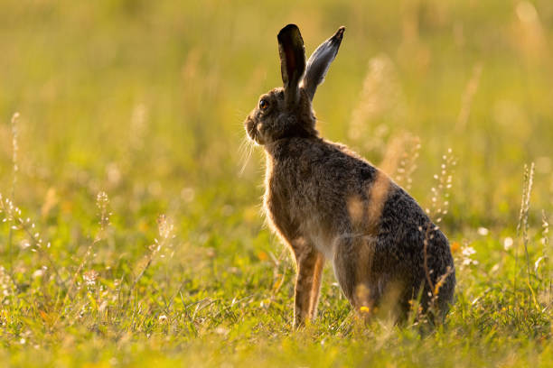 istock Brown hare looking away on grassland in summer sunset 1386852653