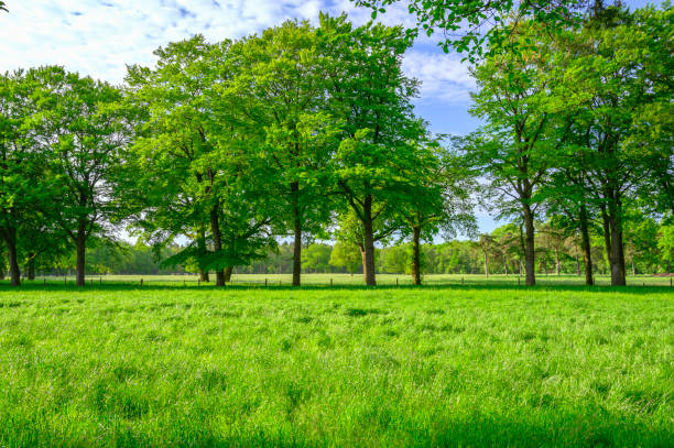 Fresh green springtime landscape at the Eese estate nature area in Overijssel, The Netherlands with fresh grass on the meadows and lush foliage on the trees.