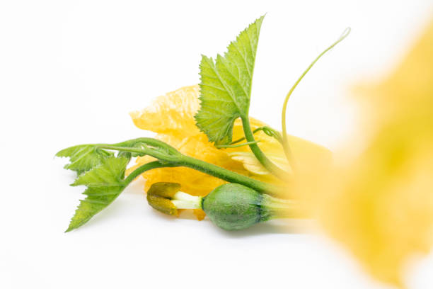 A small pumpkin and a flower isolated on a white background