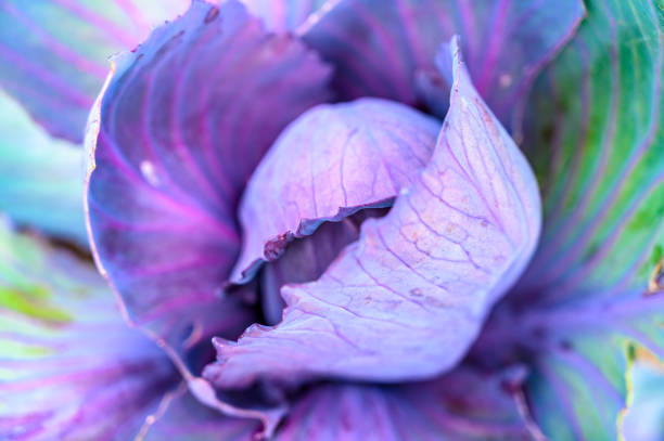 istock Fresh red cabbage growing in an organic vegetable garden in summer. 1386853155