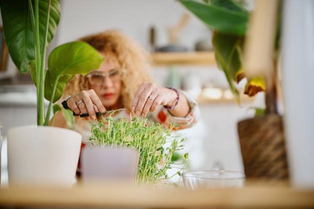 istock Mature woman growing microgreens at home 1386854264