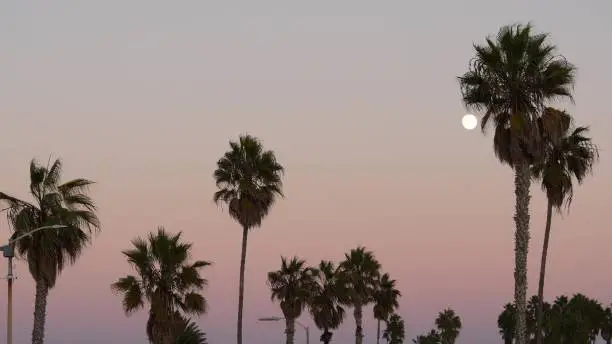 Photo of Palm trees silhouettes and full moon in twilight pink sky, California beach, USA