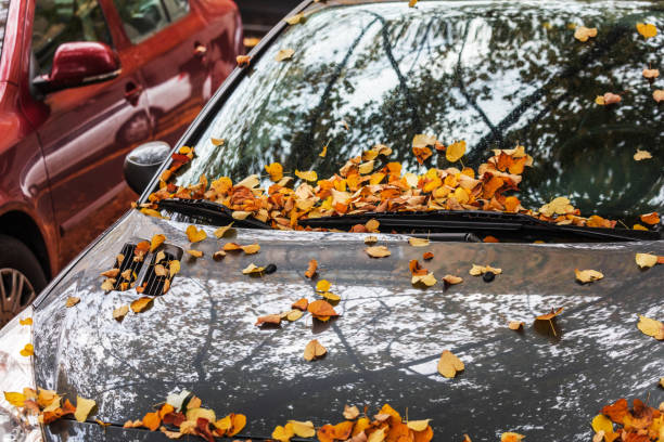 istock Car covered with autumn leaves. 1386855407