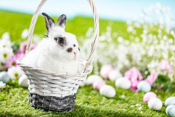 Easter bunny in basket and painted eggs on grass. Holiday theme