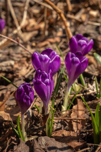 istock Saffron flowers in a field among dried leaves. Blur and selective focus 1386855937