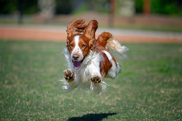 Young Welsh Springer Spaniel Flying stock photo