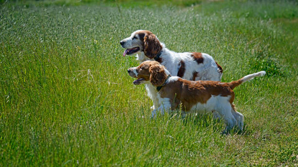 istock Welsh Springer Spaniel Puppy and Senior Dog Looking 1386857068