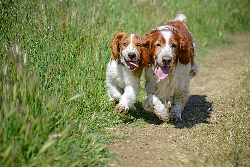 Happy Welsh Springer Spaniel puppy and adult dog walking close together and enjoying fun and friendship.