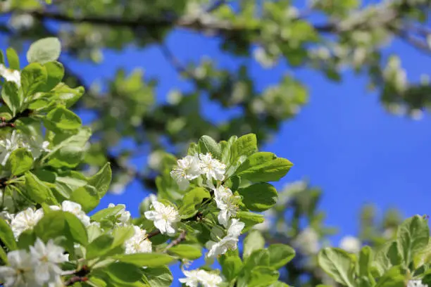lush plum tree with flowers and green leaves against the sky