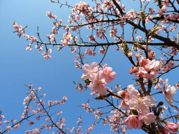 sakura - cherry blossom flower head spring flower - fotografias e filmes do acervo