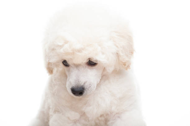 istock image of dog white background 1386860930