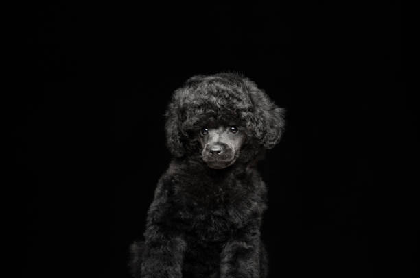 istock image of dog dark background 1386860931