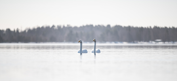 Two swans on a river called Vuoksi at Imatra