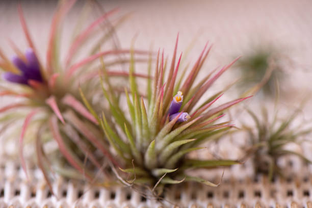 Two flowering Tillandsia plants