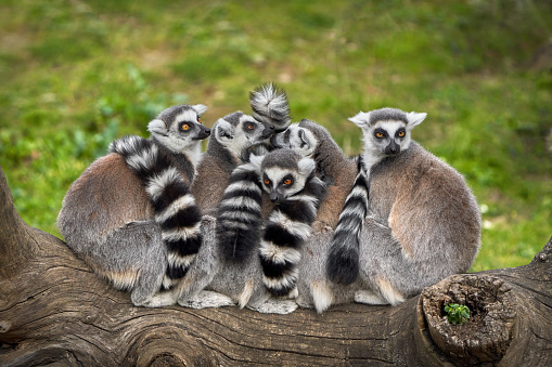 Group of lemurs huddled together on a log.