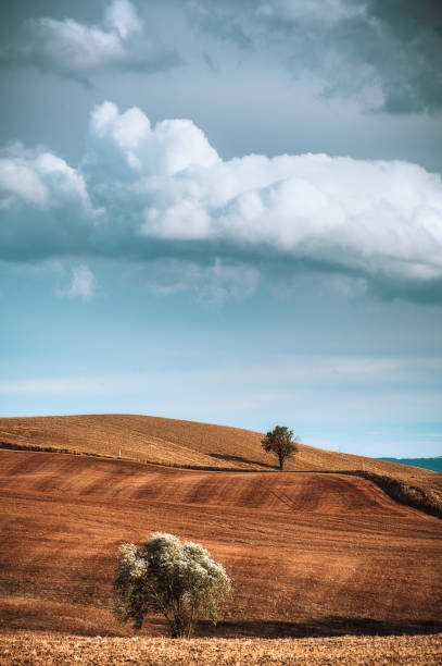 Landscape in Tuscany with a lone tree.