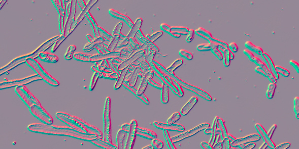 Erysipelothrix bacteria, 3D illustration. A species of pleomorphic rod-shaped bacteria causing the skin disease erysipeloid, particularly in individuals working with fish and animal products