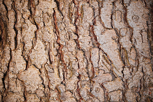 High resolution abstract background wood texture, depicting an old Black Poplar tree, with deeply grooved, cracked and intertwined bark ligaments detail, covered with large patches of moss growth.