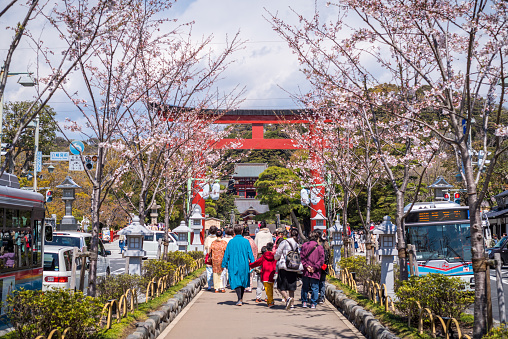 April 2, 2019 - Kamakura, Japan:  Japanese people walking to the Torii gate leading to the Tsurugaoka Hachimangu shrine, the most important shinto shrine of Kamakura and dedicated to Hachiman.