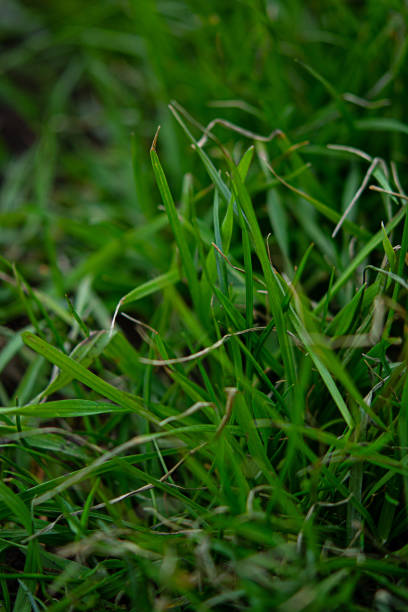 istock background of dew drops on bright green grass 1386864705