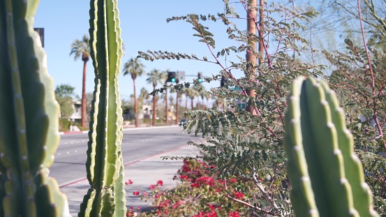 Palm trees, flowers and cactus, Palm Springs city street, California road trip.