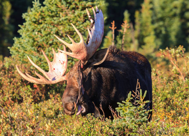 istock Moose in the Colorado Rocky Mountains 1386866088