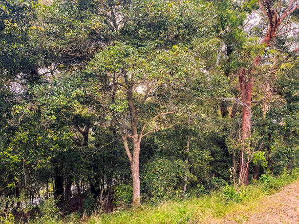 istock Australia bushland with eucalyptus trees and grass 1386866160