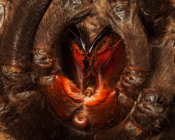 macro photo of the tarantula spider chelicerae. fangs with insect venom close-up. macro photo of the tarantula spider chelicerae. fangs with insect venom close-up. ugly animal stock pictures, royalty-free photos & images