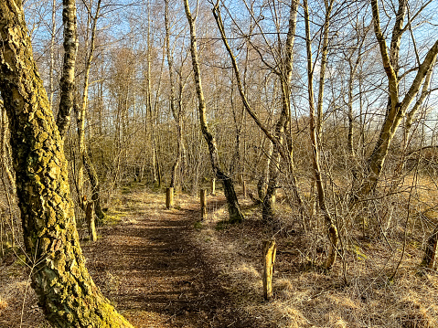 A path through a forest next to a moor in Germany.