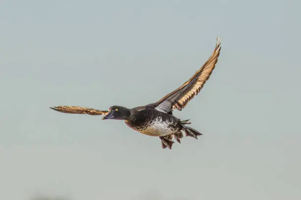 Photo of Duck fly by