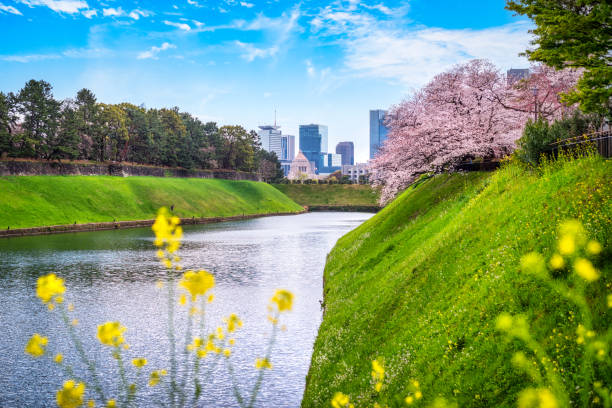 istock sakura bloom at Chidorigafuchi Park. Tokyo 1386868187