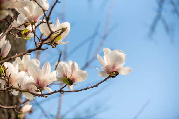 istock Magnolia tree in bloom against blue sky on a sunny day 1386868442