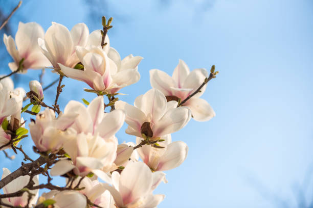 istock Magnolia tree in bloom against blue sky on a sunny day 1386868493