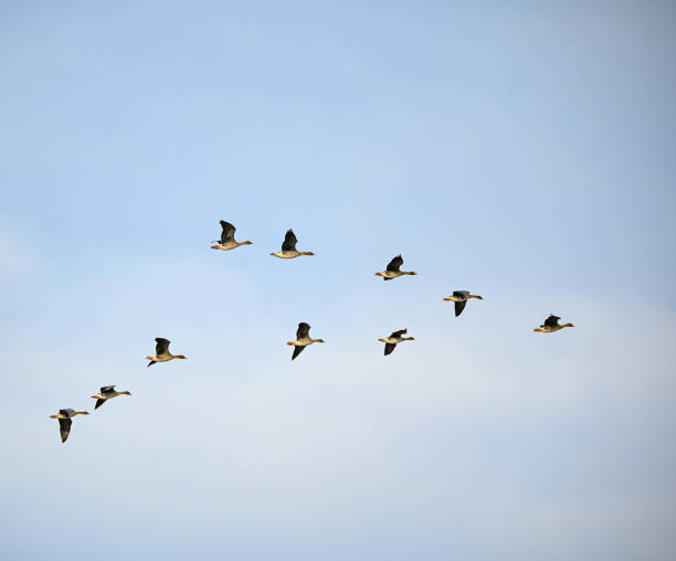 istock several bean goose flying in formation over Sweden 1386869614