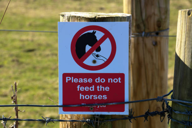 istock Please Do Not Feed The Horses Sign on a Paddock Fence Post 1386870136