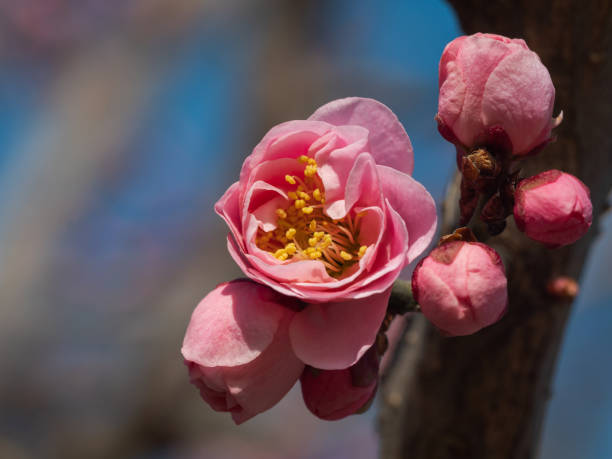 Plum blossom bud in springtime stock photo