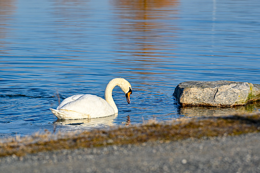 Mute Swan swimming alone in springtime pond Kumla Sweden march 2022
