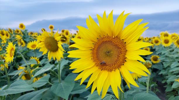 Yellow sunflower with a bee gathering honey. Close up photo of a beautiful flower in the evening sunlight stock photo