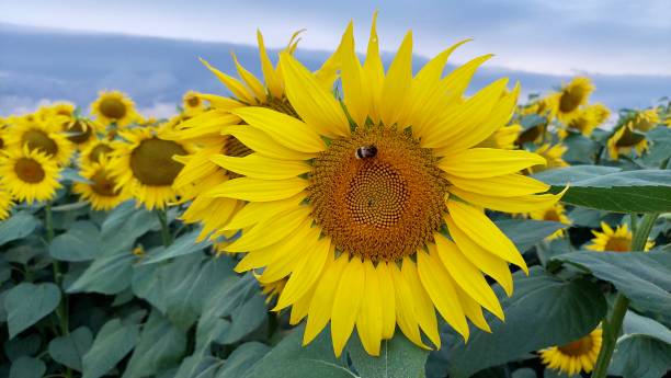 Yellow sunflower with a bumblebee gathering honey. Close up photo of a beautiful flower in the evening sunlight stock photo