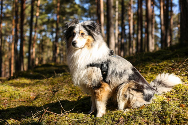 istock Blue merle shetland sheepdog sitting in forest grass. 1386875934