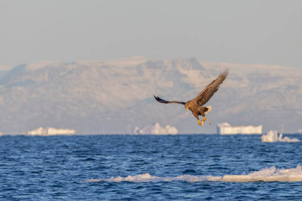 istock PIGARDO TAKING FLIGHT WITH A FISH IN HIS CLAWS OVER THE ICEBERGS 1386875981