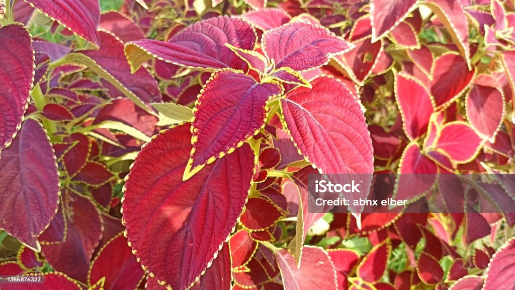 Plectranthus scutellarioides (L.) R.Br. This photo is about a plant with the Latin name Plectranthus scutellarioides (L.) R.Br. Abstract Stock Photo