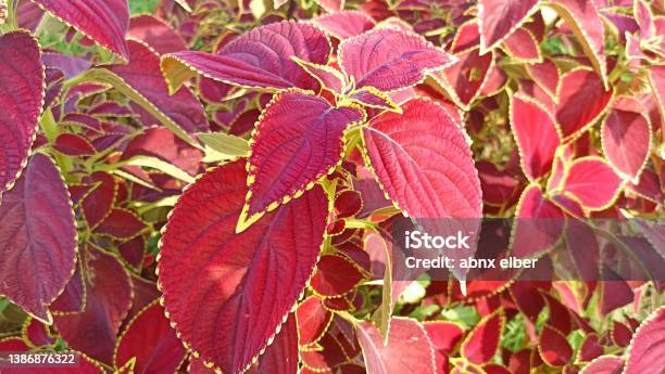 Plectranthus Scutellarioides Rbr Stock Photo - Download Image Now - Abstract, Backgrounds, Beauty