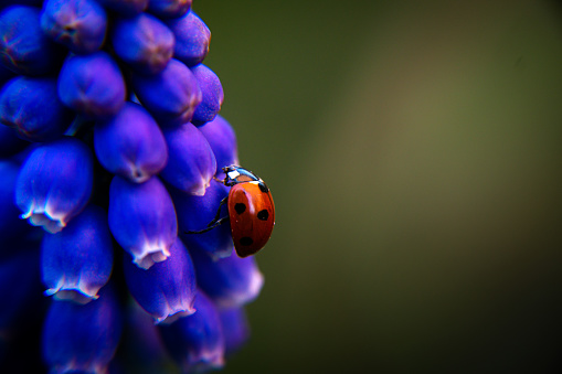 macro photo of a ladybug on a purple hyacinth