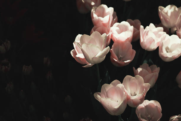 istock Beautiful white flowers on dark background, mood springtime 1386880187
