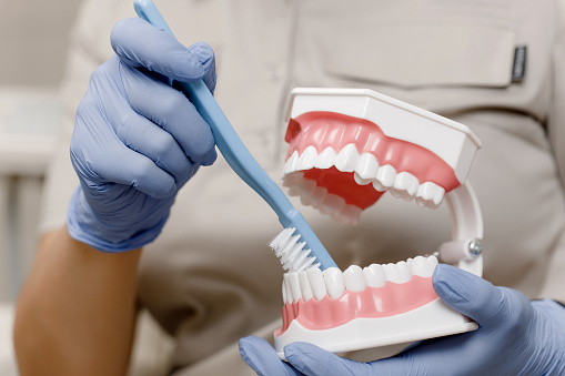 El primer plano de las manos del dentista muestra en una mandíbula artificial cómo cepillarse los dientes correctamente con un cepillo de dientes photo