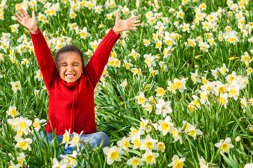 Beautiful young African American mixed race girl with perfect teeth sitting playing with arms raised cellebrating in a field of daffodils