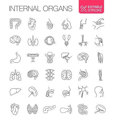 Human Internal Organs. Vector icons Set. Editable Stroke. 36 icons set. Colon, heart, female breast, mammary glands, trachea, follicle, brain, kidneys, eye, testicles, nerve, synapse, muscle, stomach, female reproductive system, male reproductive system, liver, gallbladder, lungs, spine, thyroid gland, pancreas.

You can find more unique icon sets at the link: https://www.istockphoto.com/collaboration/boards/qUfvBxVnEU64XaERvnM_Fw