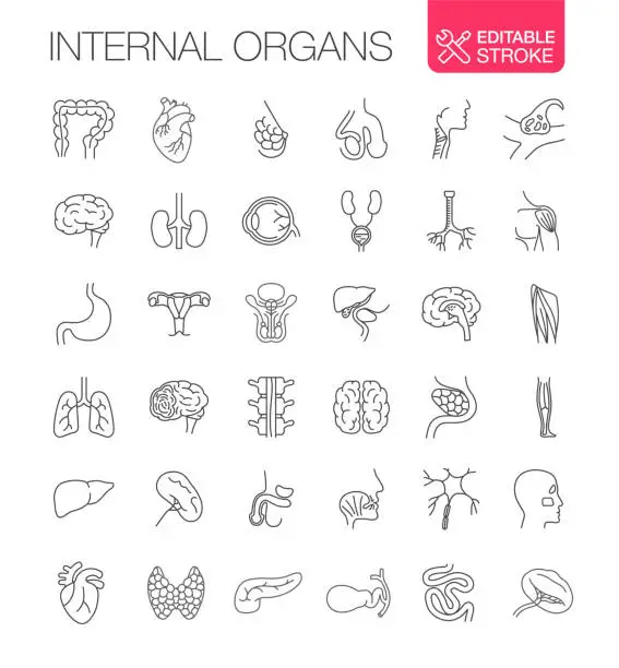Vector illustration of Human Internal Organs Vector icons Set Editable Stroke