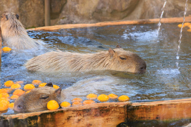 capybara in warmem yuzu-bad getränkt - wasserschwein stock-fotos und bilder